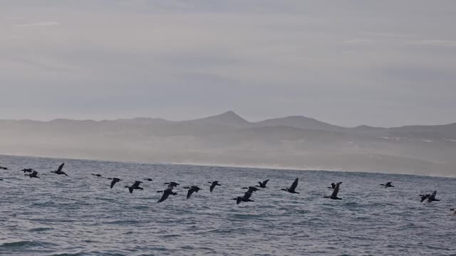 海洋日落海景。空中无人机观看美丽的日落在海上与飞鸟镜头。海鸥和鸬鹚在波涛汹涌的海面上飞翔，捕食鱼类。野生动物，自然，自由的概念。视频素材