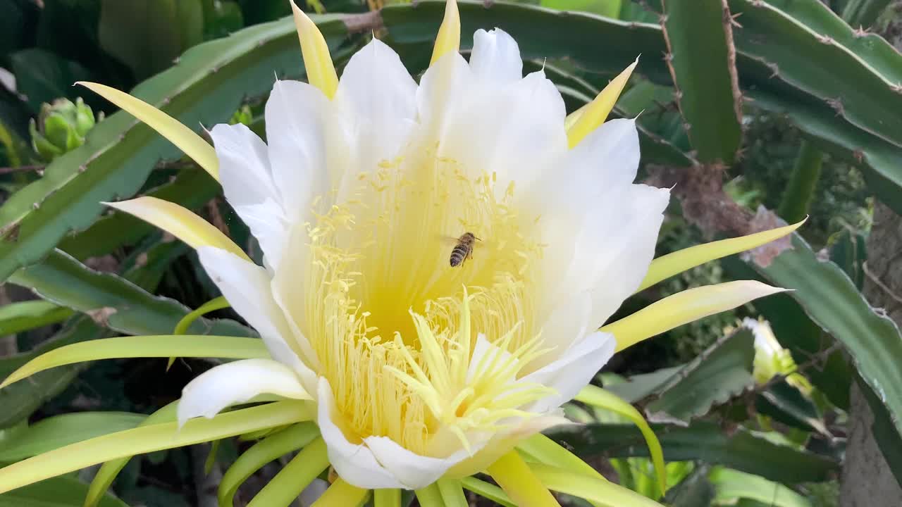 白色和黄色热带火龙果(火龙果)果实花与蜜蜂飞行，收集花粉从娇嫩盛开的花。视频下载