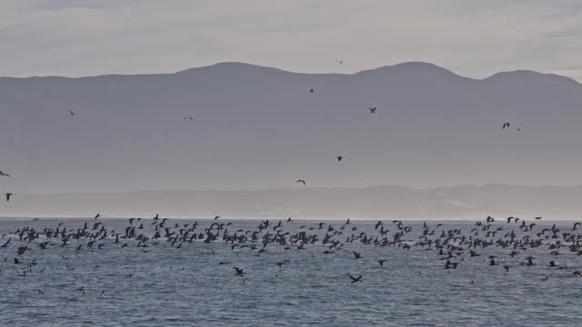 海洋日落海景。空中无人机观看美丽的日落在海上与飞鸟镜头。海鸥和鸬鹚在波涛汹涌的海面上飞翔，捕食鱼类。野生动物，自然，自由的概念。视频素材