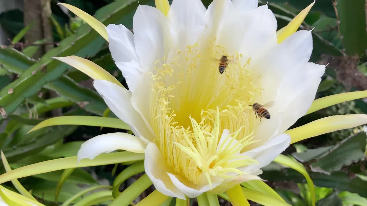 白色和黄色热带火龙果(火龙果)果实花与蜜蜂飞行，收集花粉从娇嫩盛开的花。视频素材