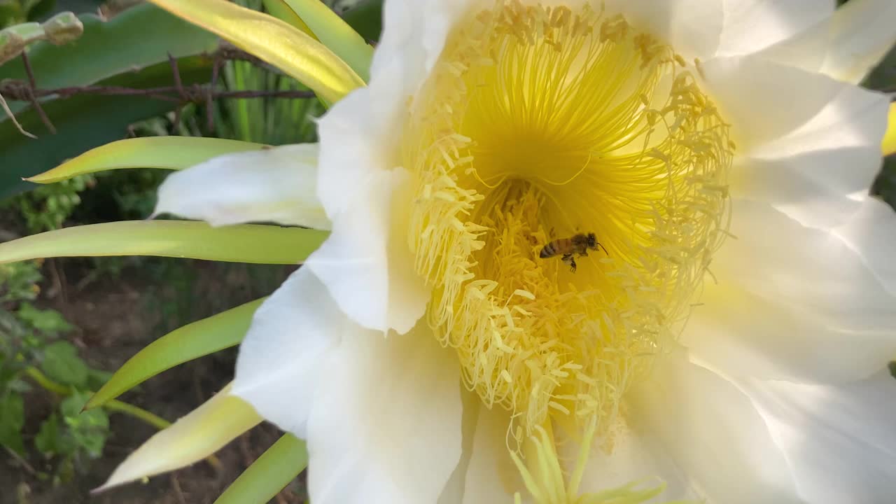 白色和黄色热带火龙果(火龙果)果实花与蜜蜂飞行，收集花粉从娇嫩盛开的花。视频下载