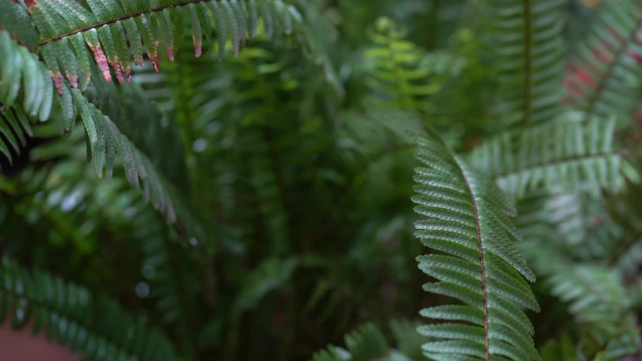 多年生草本蕨类植物照顾室内植物的概念。一种美丽的户外植物。视频下载