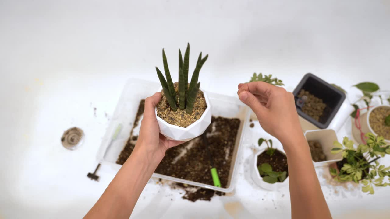 现代趋势植物圆柱桑在一个白色的几何花盆与白色背景上的文字自由空间视频下载