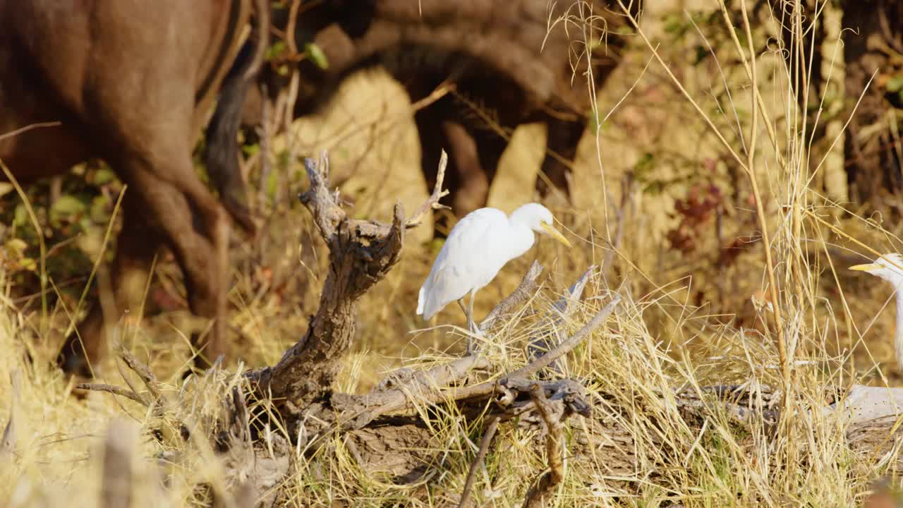 牛白鹭(Bubulcus ibis)与放牧的水牛在木头上视频下载