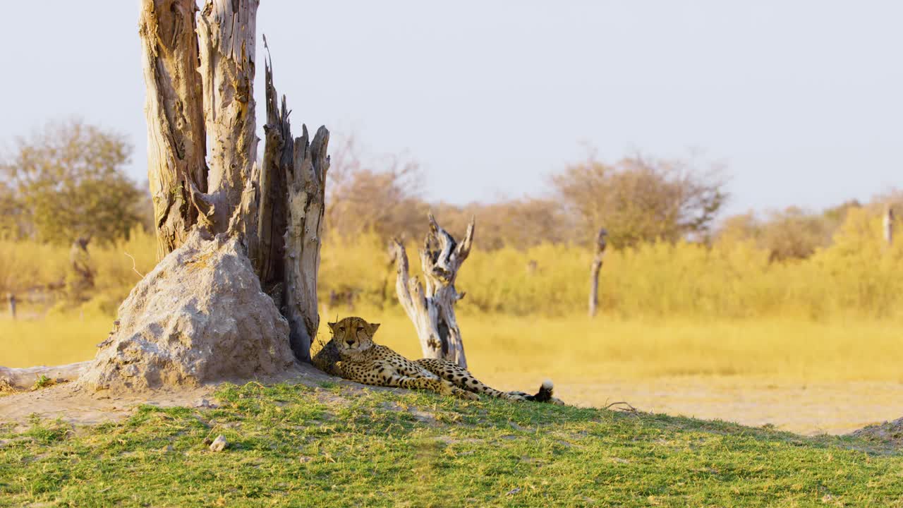 非洲猎豹(Acinonyx jubatus)视频下载