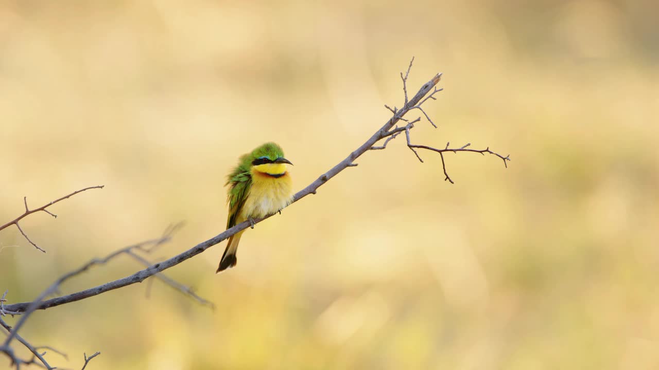 小食蜂者(Merops pusillus)栖息画像视频下载