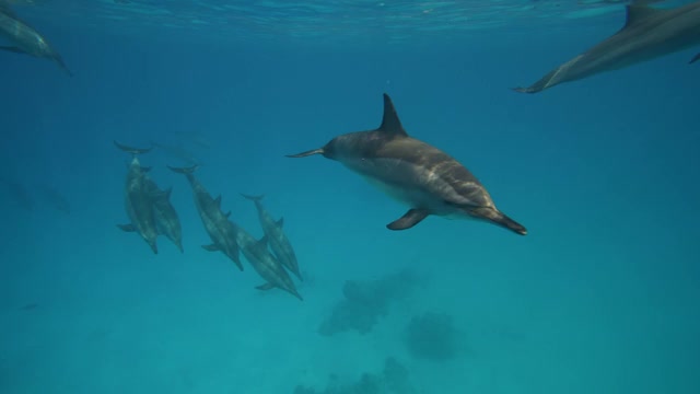 海豚在红海的蓝色海水中嬉戏。野生海豚在水下呼吸的镜头。在其自然栖息地的水生海洋动物。友好的宽吻海豚特写。野生动物自然视频下载