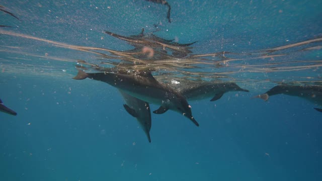 海豚在红海的蓝色海水中嬉戏。野生海豚在水下呼吸的镜头。在其自然栖息地的水生海洋动物。友好的宽吻海豚特写。野生动物自然视频素材