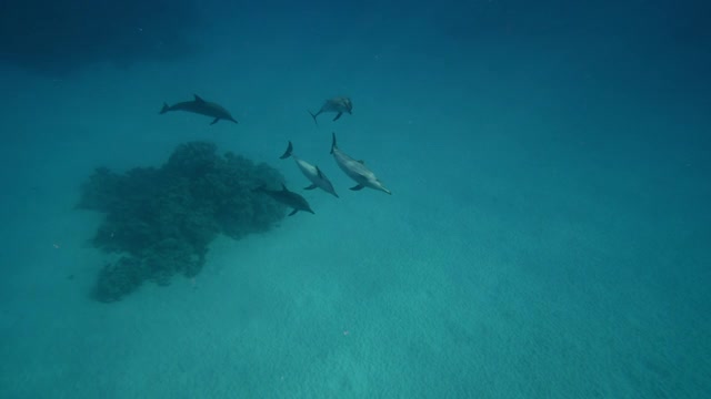 海豚在红海的蓝色海水中嬉戏。野生海豚在水下呼吸的镜头。在其自然栖息地的水生海洋动物。友好的宽吻海豚特写。野生动物自然视频素材