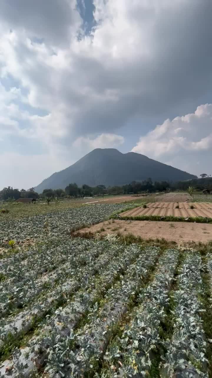 印度尼西亚的农业视频下载