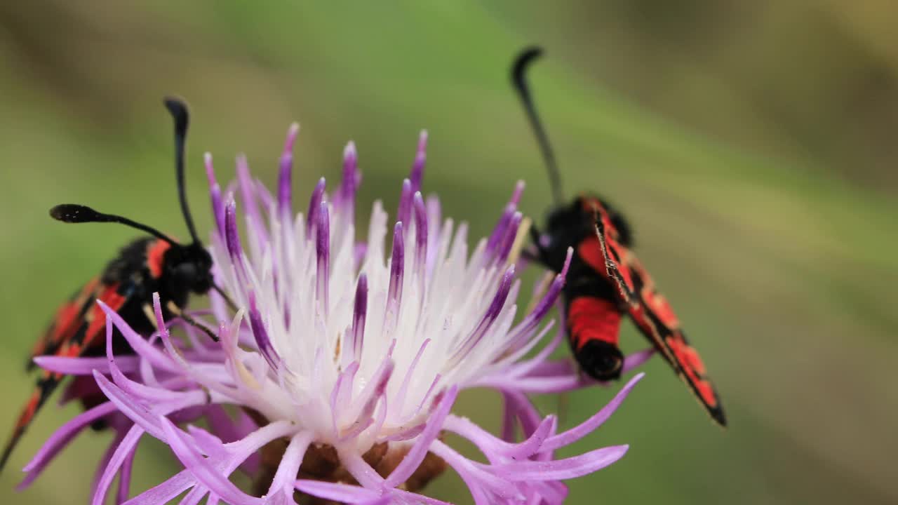 产自加泰罗尼亚的Zygaena fasta蛾。半人马座蓟上的一对。视频下载