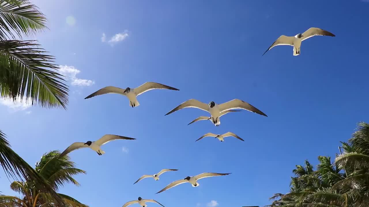 飞海鸥鸟海鸥鸟蓝天背景云墨西哥。视频素材