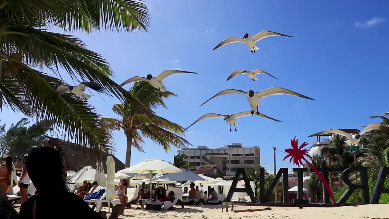 喂飞海鸥鸟海鸥鸟蓝色的天空背景墨西哥。视频素材