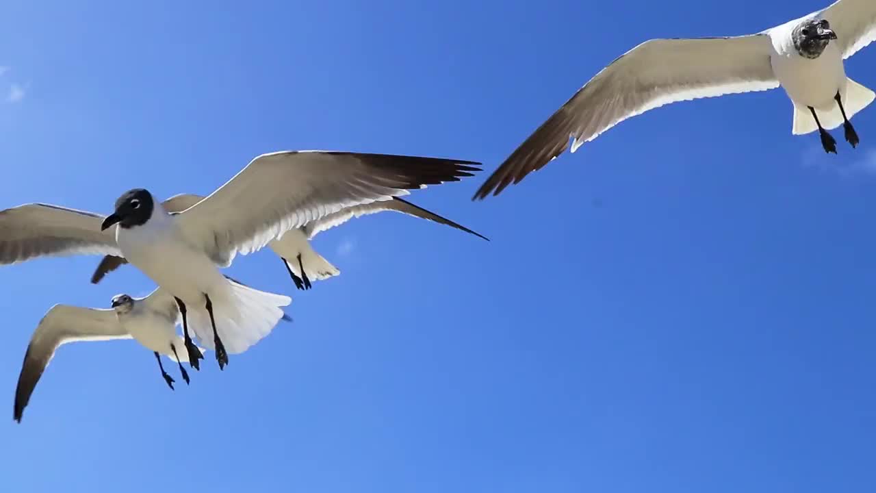 飞海鸥鸟海鸥鸟蓝天背景云墨西哥。视频素材