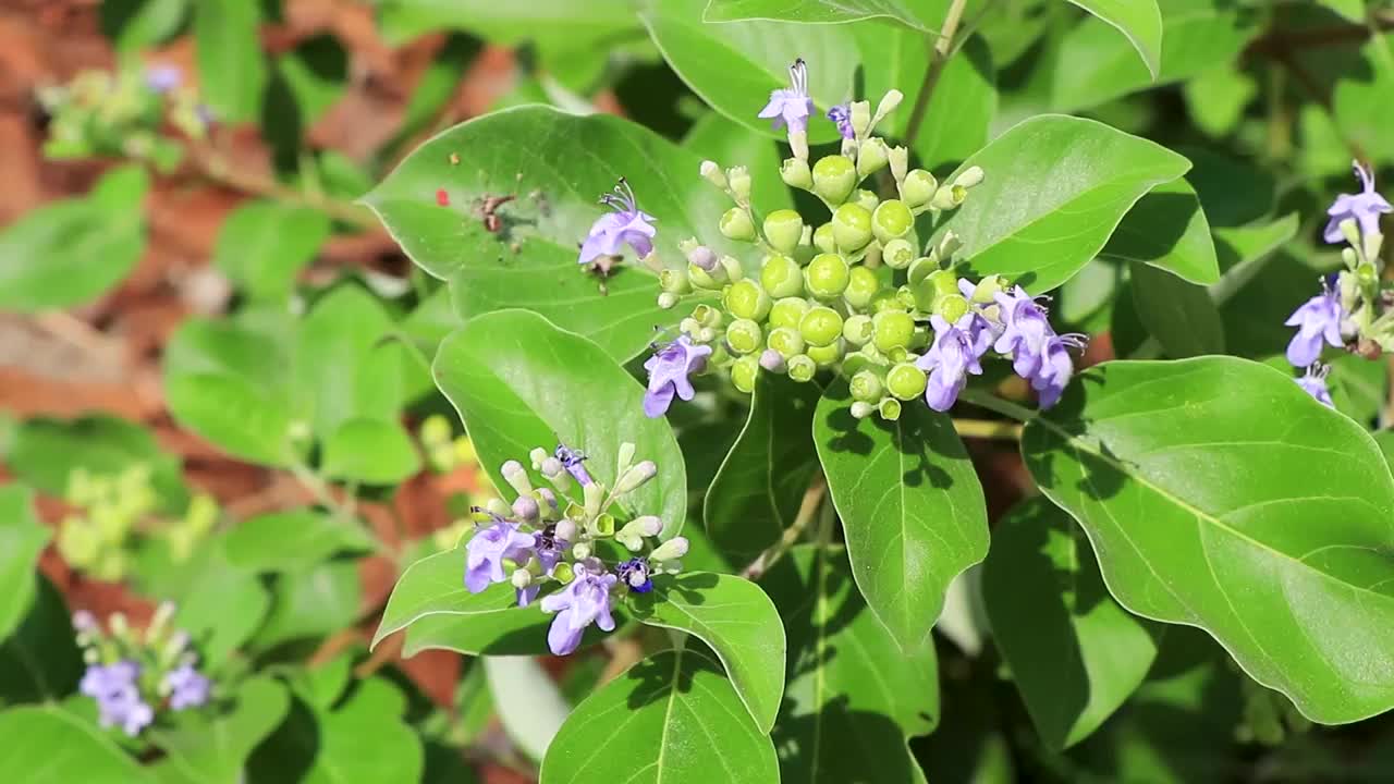 美丽的热带小蓝紫色花和墨西哥的花朵。视频下载