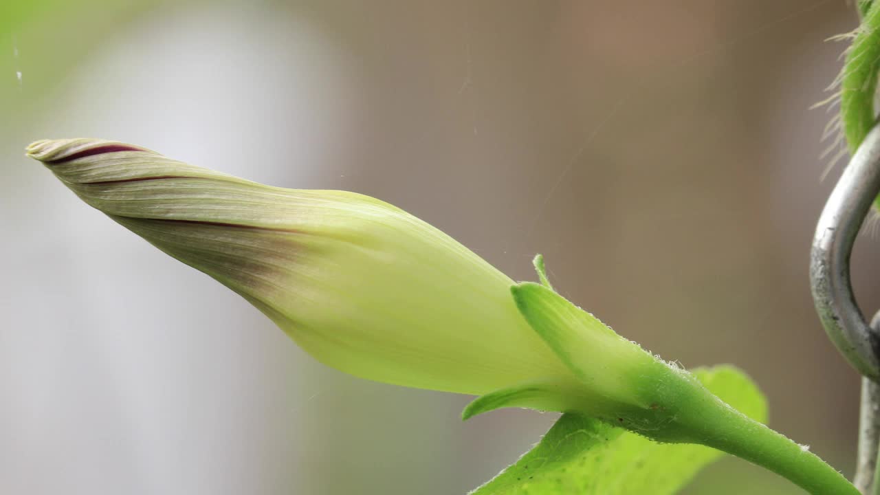 牵牛花特写(Ipomoea purpurea)，花蕾-花瓣上惊人的粉红色紫色视频下载