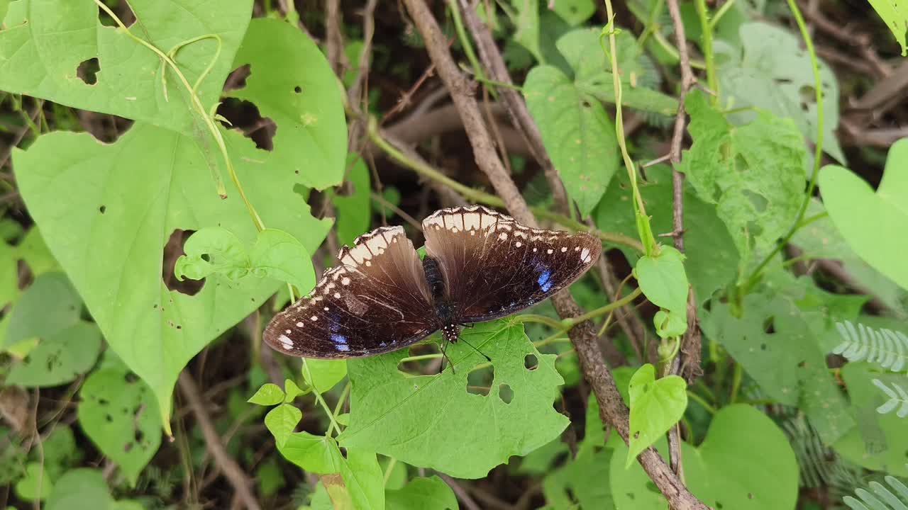 Eggfly蝴蝶视频素材