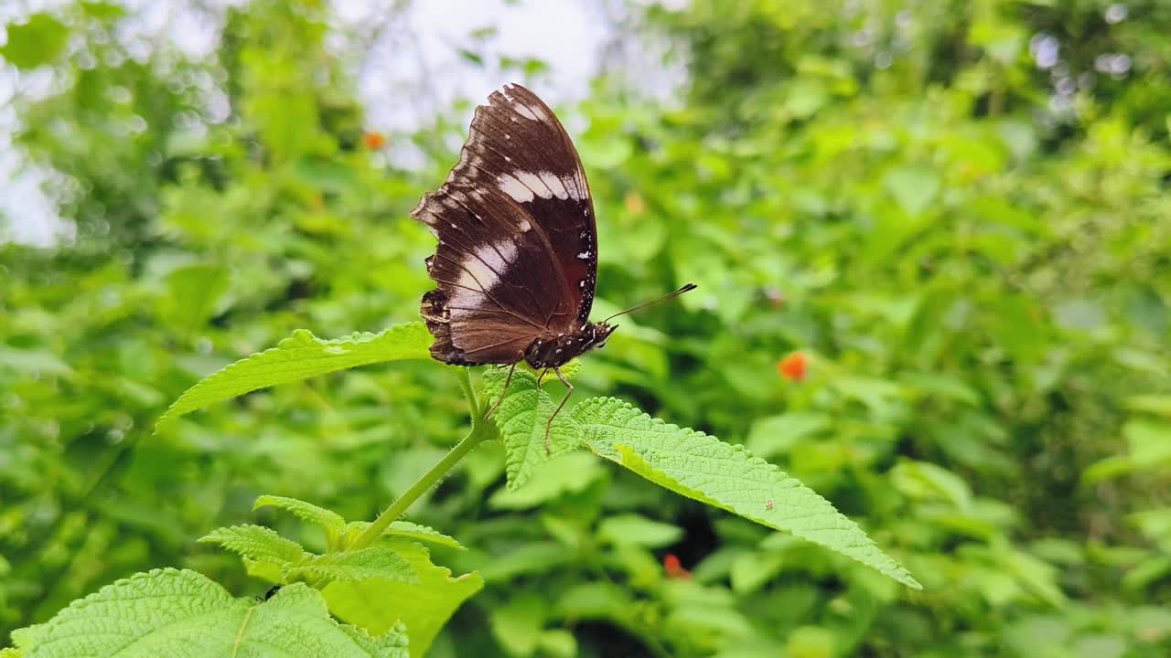 Eggfly蝴蝶视频下载