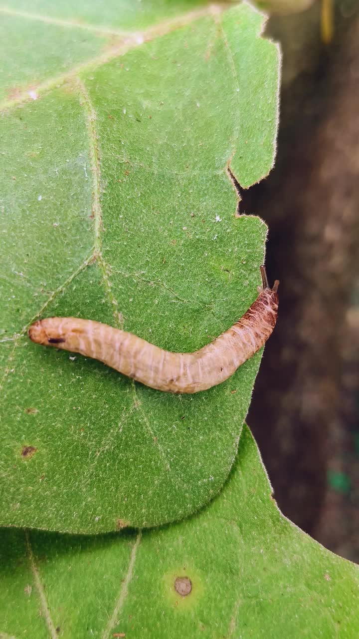 鼻涕虫视频下载