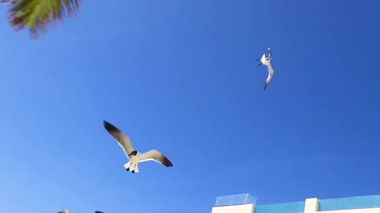 喂飞海鸥鸟海鸥鸟蓝色的天空背景墨西哥。视频下载