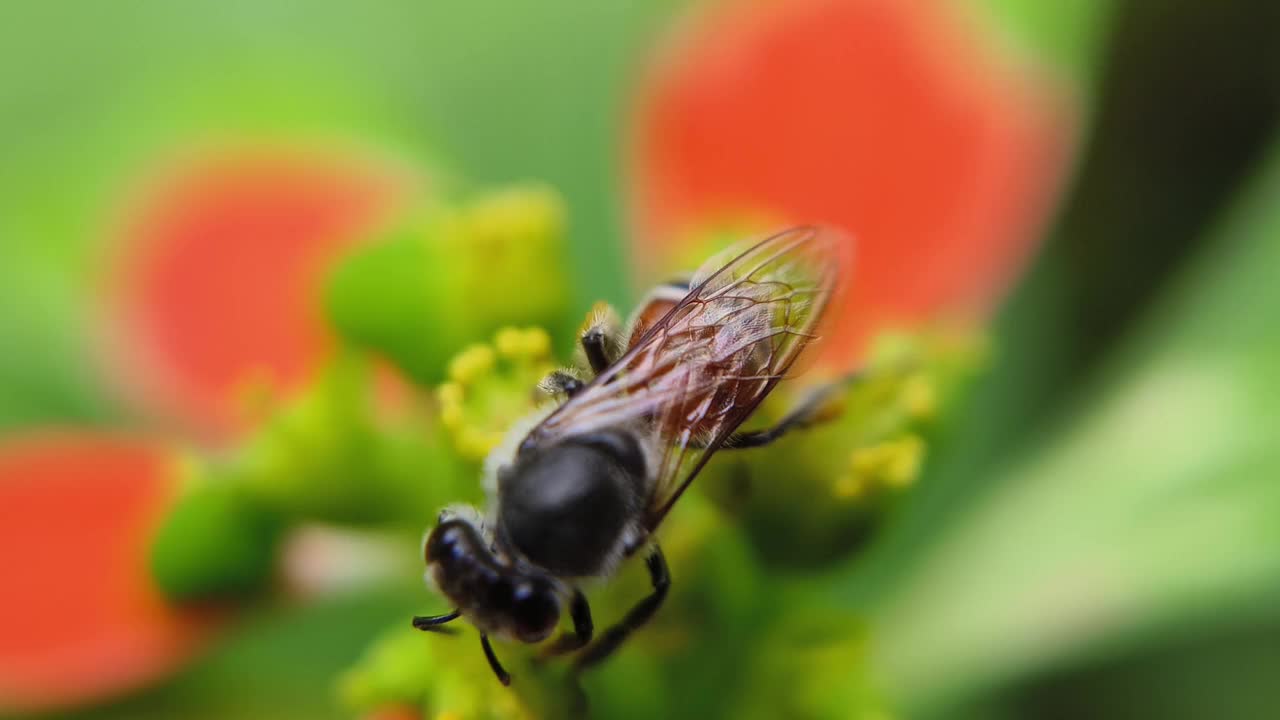 蜜蜂视频素材