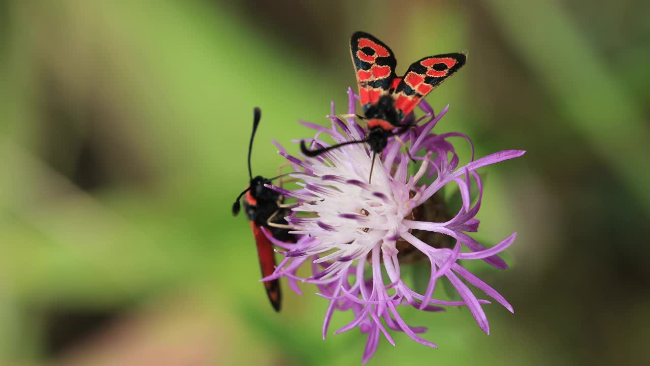 产自加泰罗尼亚的Zygaena fasta蛾。半人马座蓟上的一对。视频素材