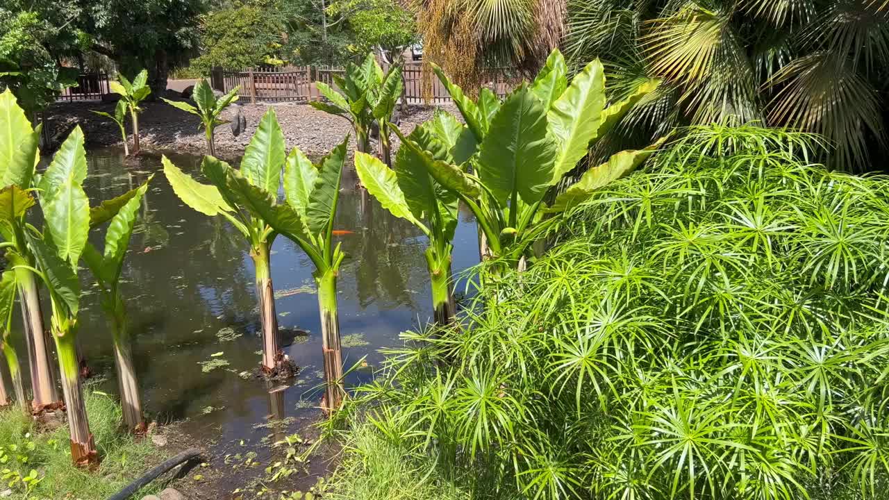 池塘及水生植物视频素材