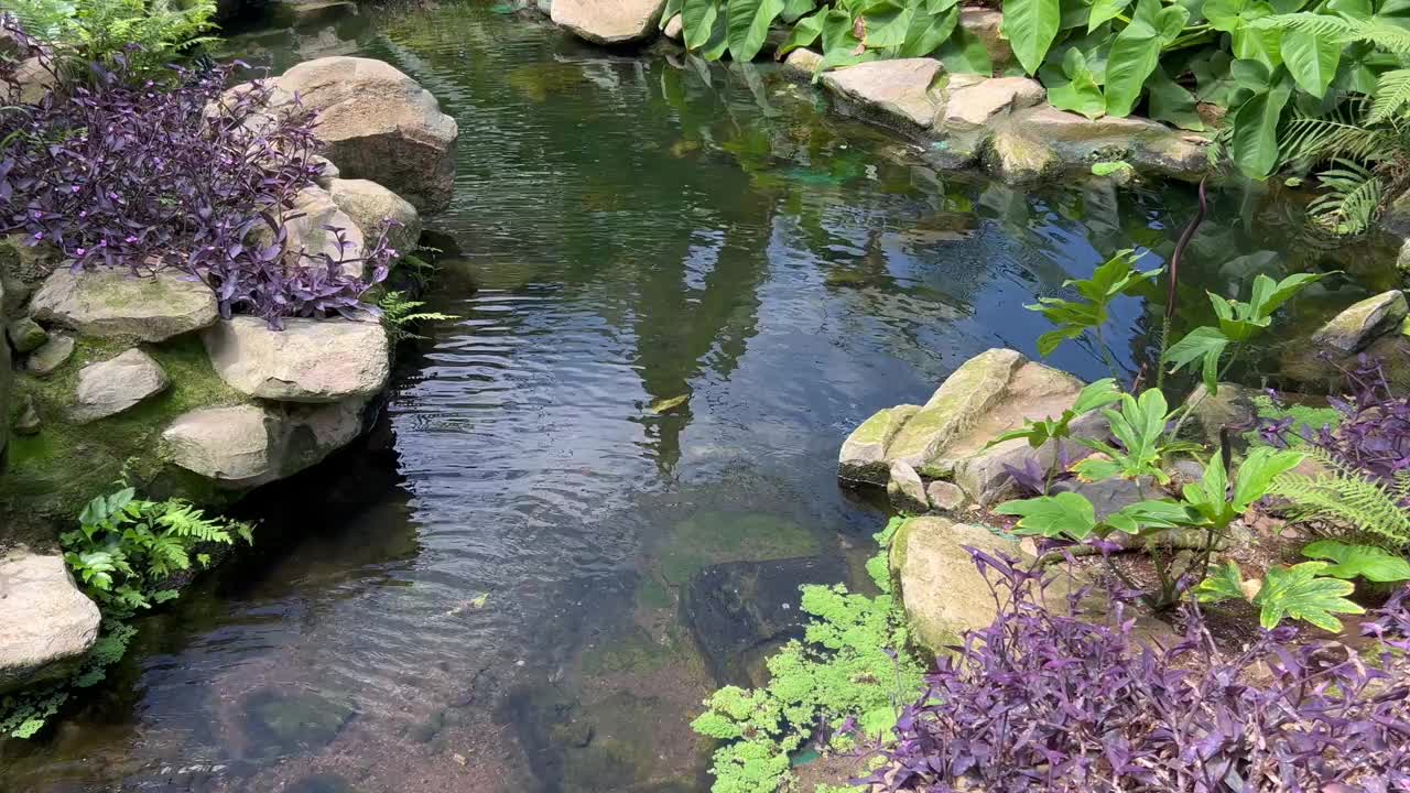 池塘和热带植物视频素材