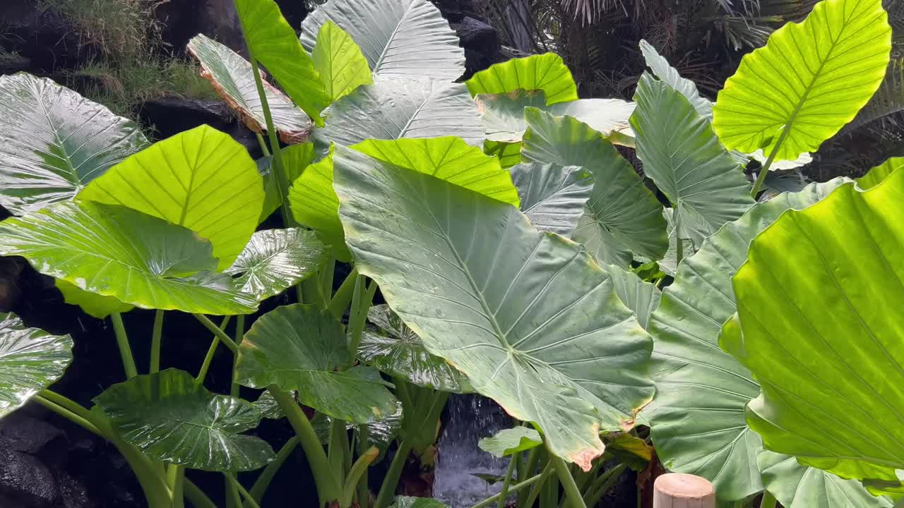 公园里的瀑布和野菜植物视频素材