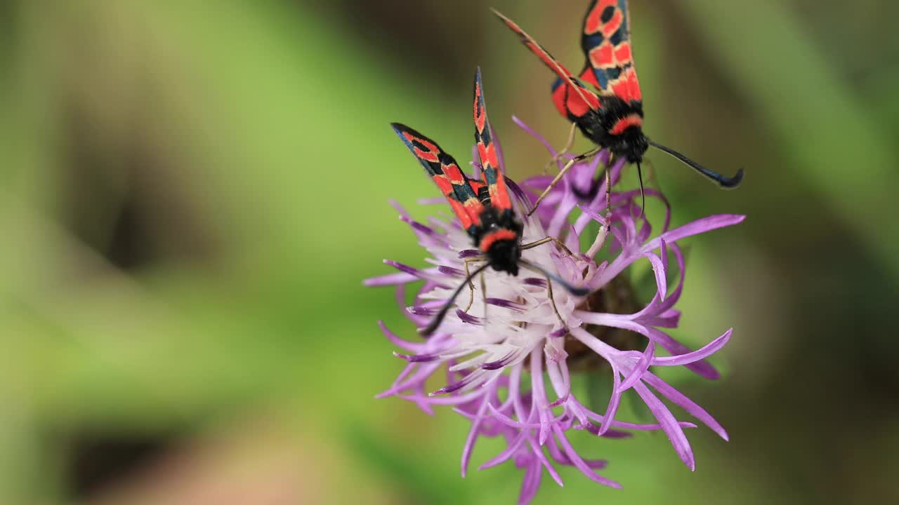 产自加泰罗尼亚的Zygaena fasta蛾。半人马座蓟上的一对。视频素材