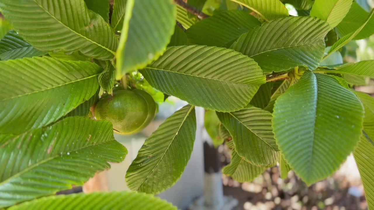 象苹果在树上视频下载