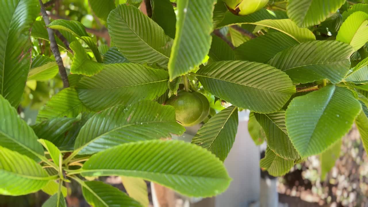 从树上摘大象苹果视频素材