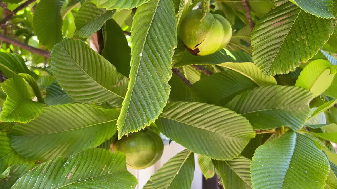 象苹果树视频下载