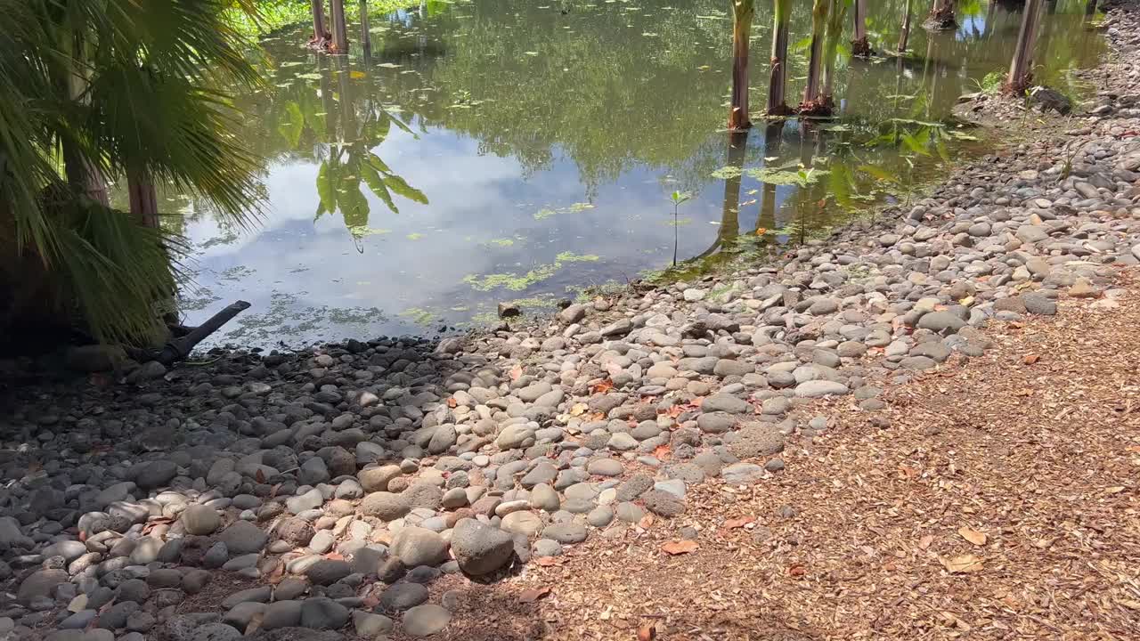 加那利群岛公园里有水生植物的池塘视频下载