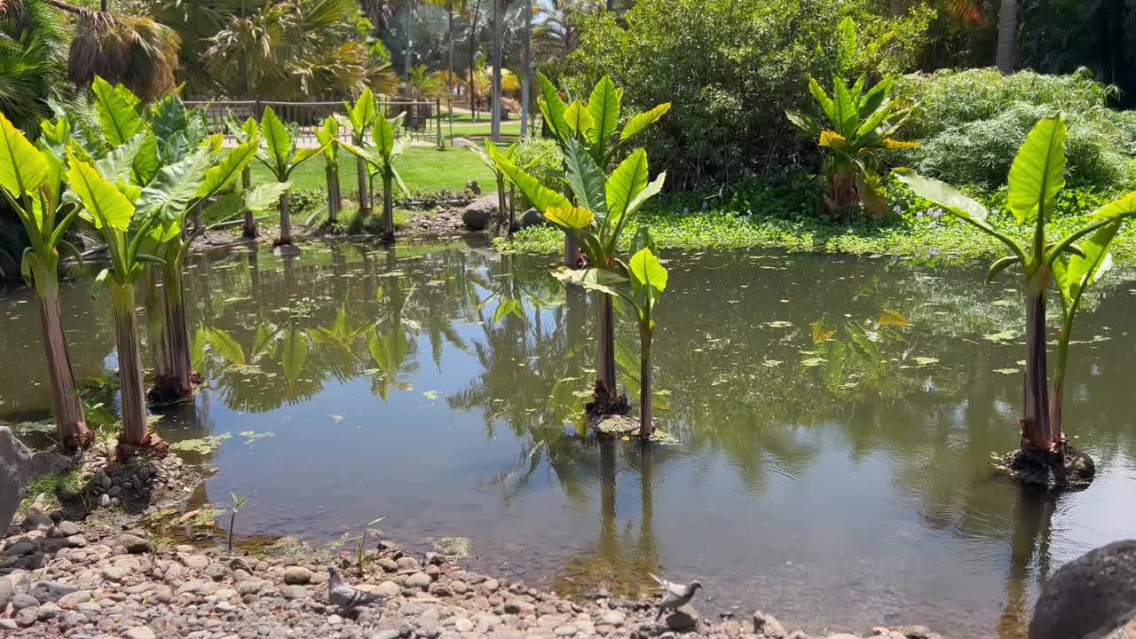 公园里有热带植物的池塘视频下载