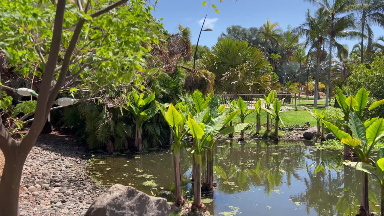 景观与热带植物和池塘视频素材