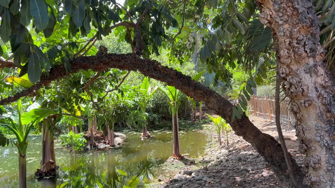 池塘和热带植被视频素材