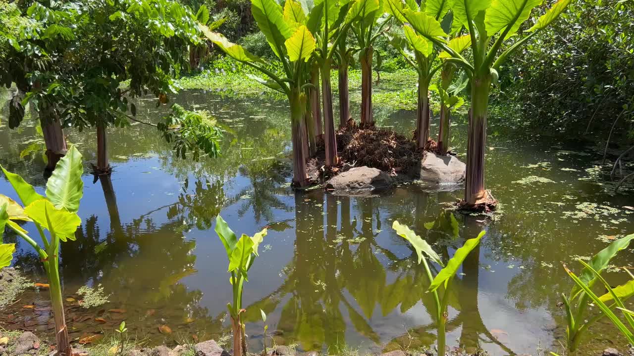 热带植被和池塘视频素材