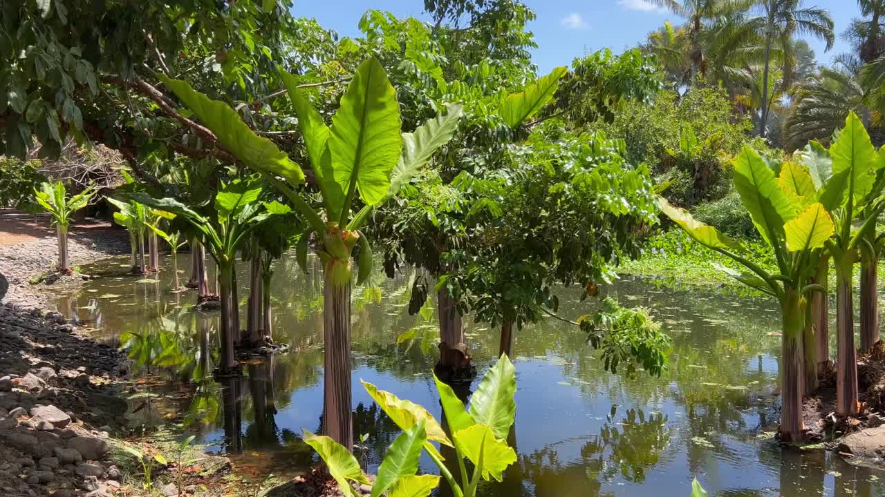 公园里的热带植物和池塘视频下载