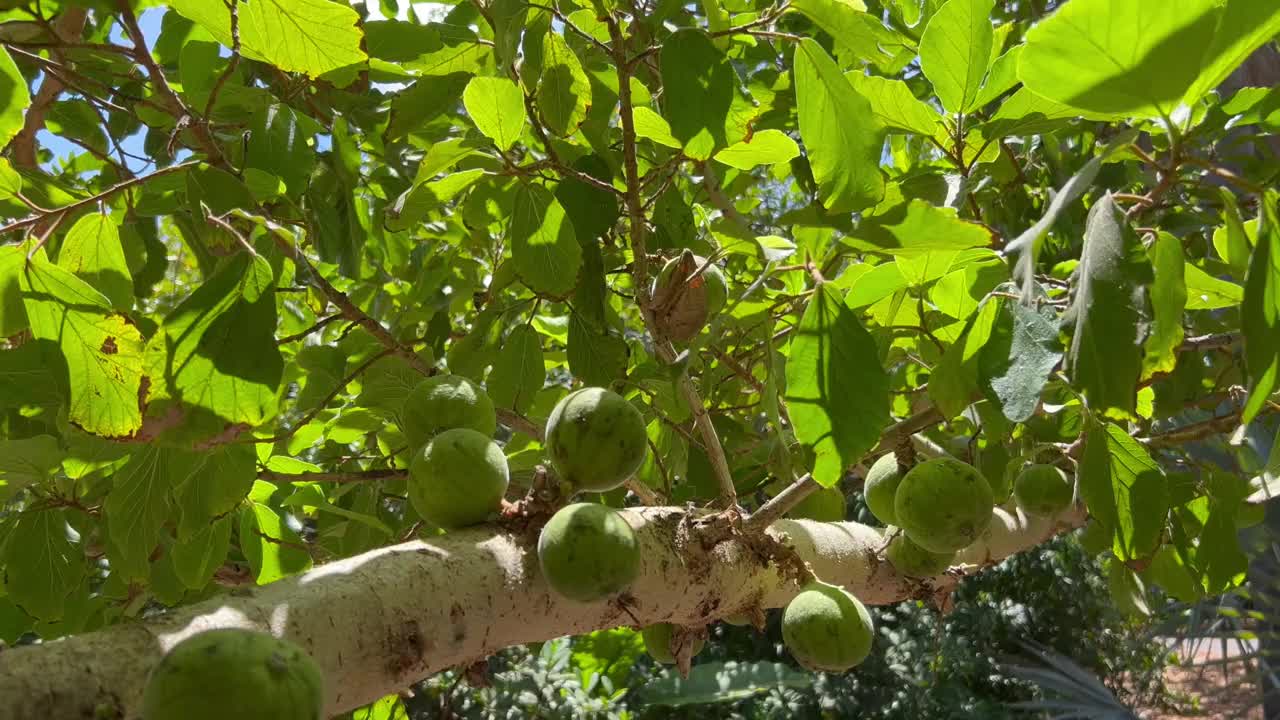 马达加斯加的榕树上的无花果视频素材