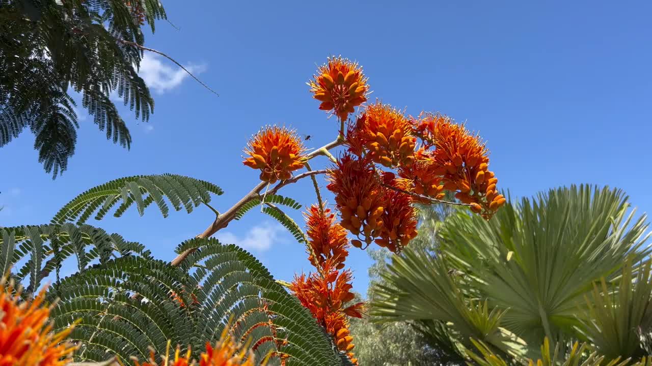 一种树，有鸡柳属总状花序视频素材