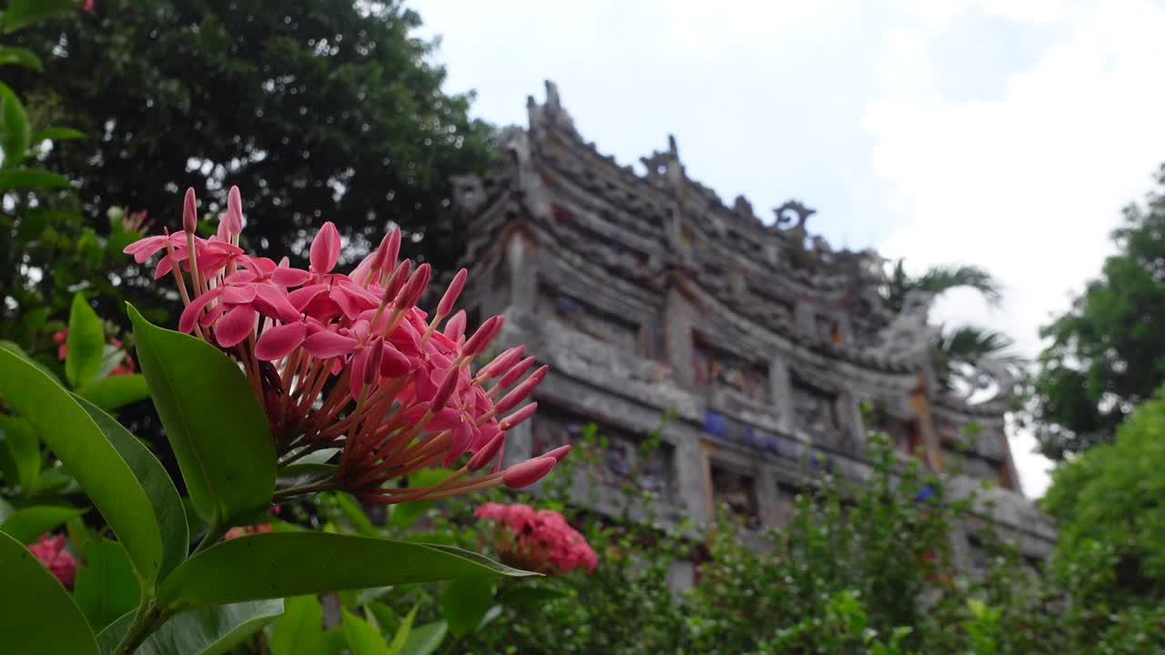 粉红色的开花植物，以庙门为背景视频素材