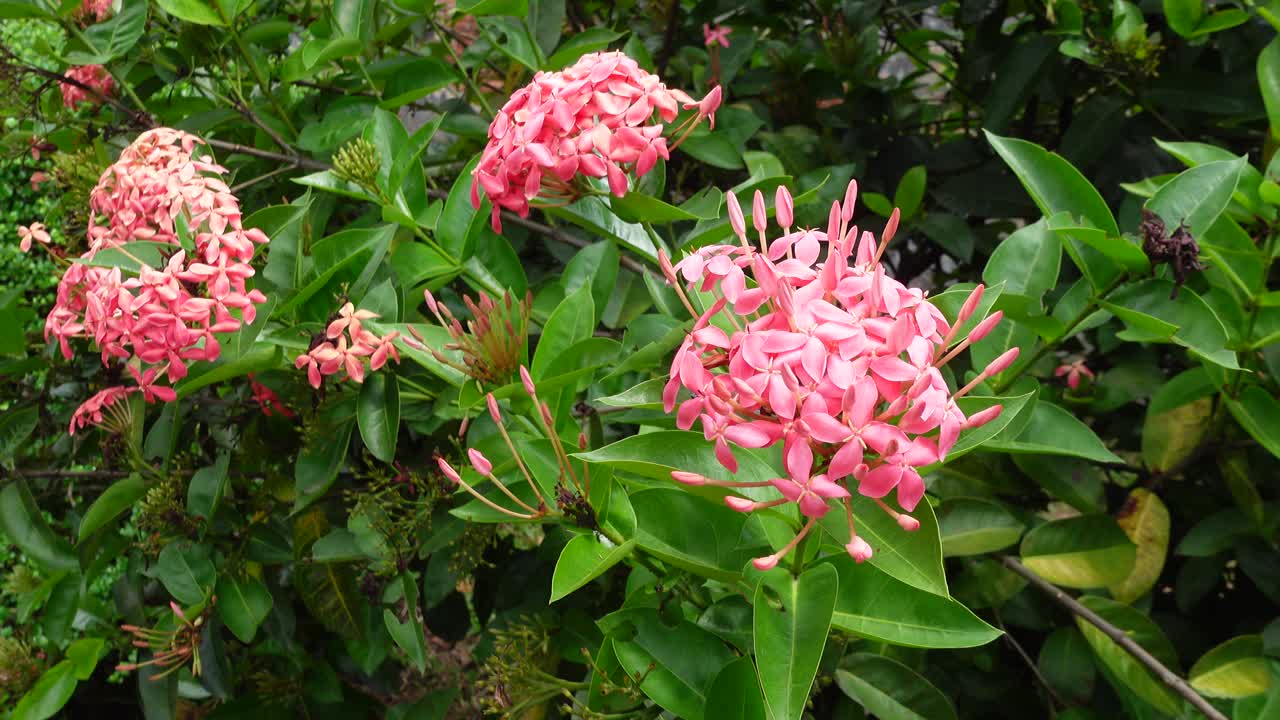 绿色背景上的粉红色开花植物视频素材