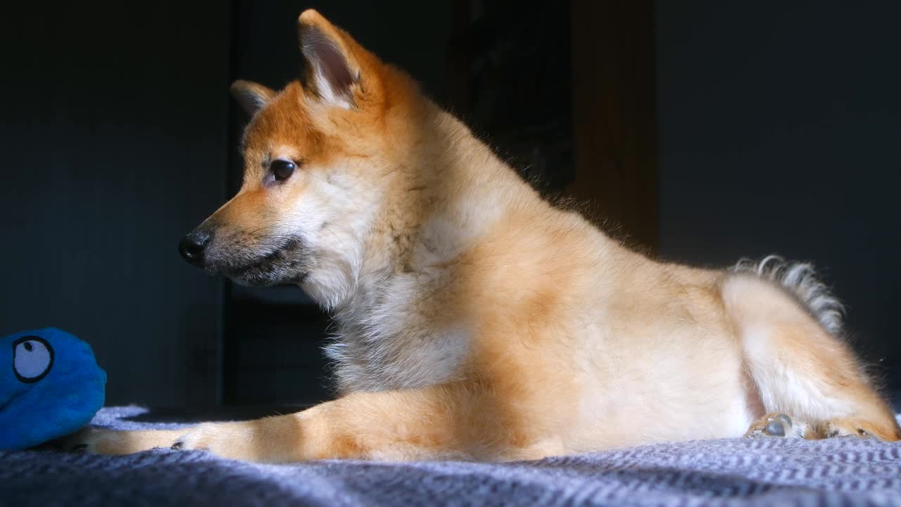 柴犬心满意足地坐在床上晒太阳视频下载