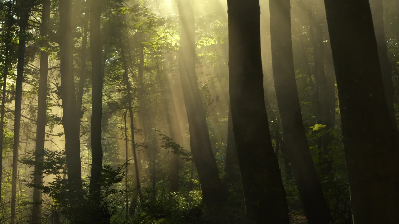 早晨柔和的阳光透过雾蒙蒙的落叶林中郁郁葱葱的树木照射进来视频下载