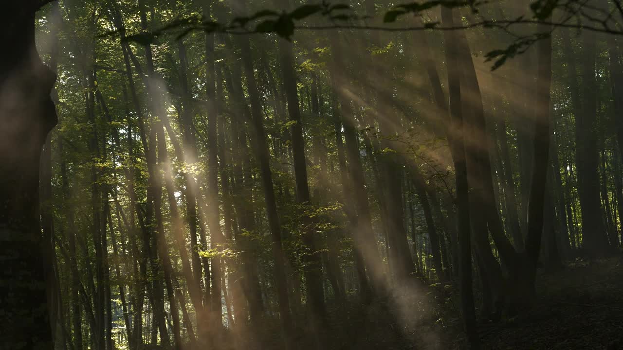 清晨金色的阳光在树间创造了一场迷人的光影游戏视频素材