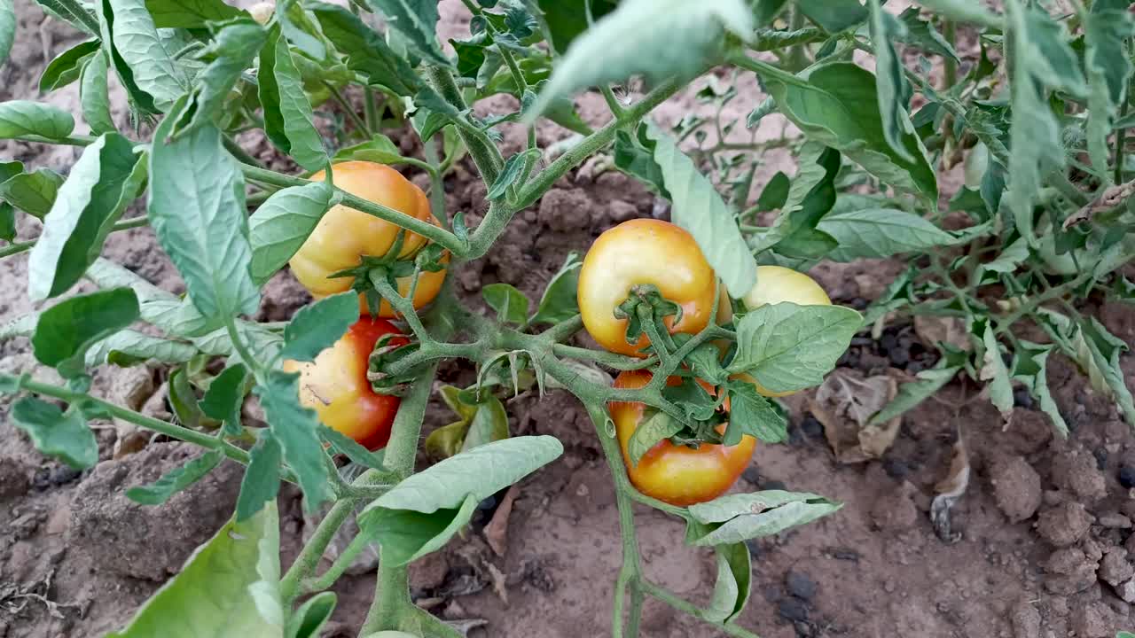 又大又黄的西红柿挂在植株的枝头上。有机蔬菜无毒有机食品。在菜园里种植天然蔬菜，背景，农业。绿西红柿长。视频素材