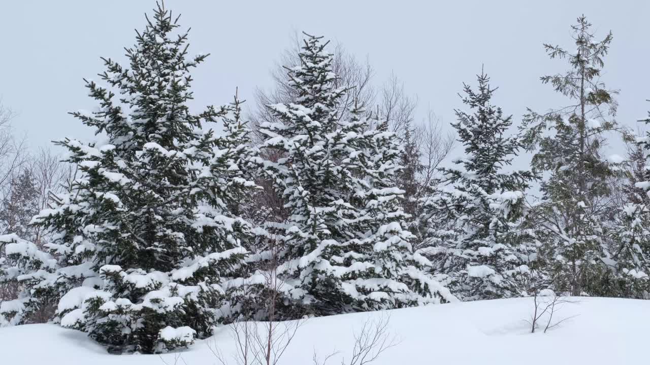 森林里的雪，冬天的风景。视频下载