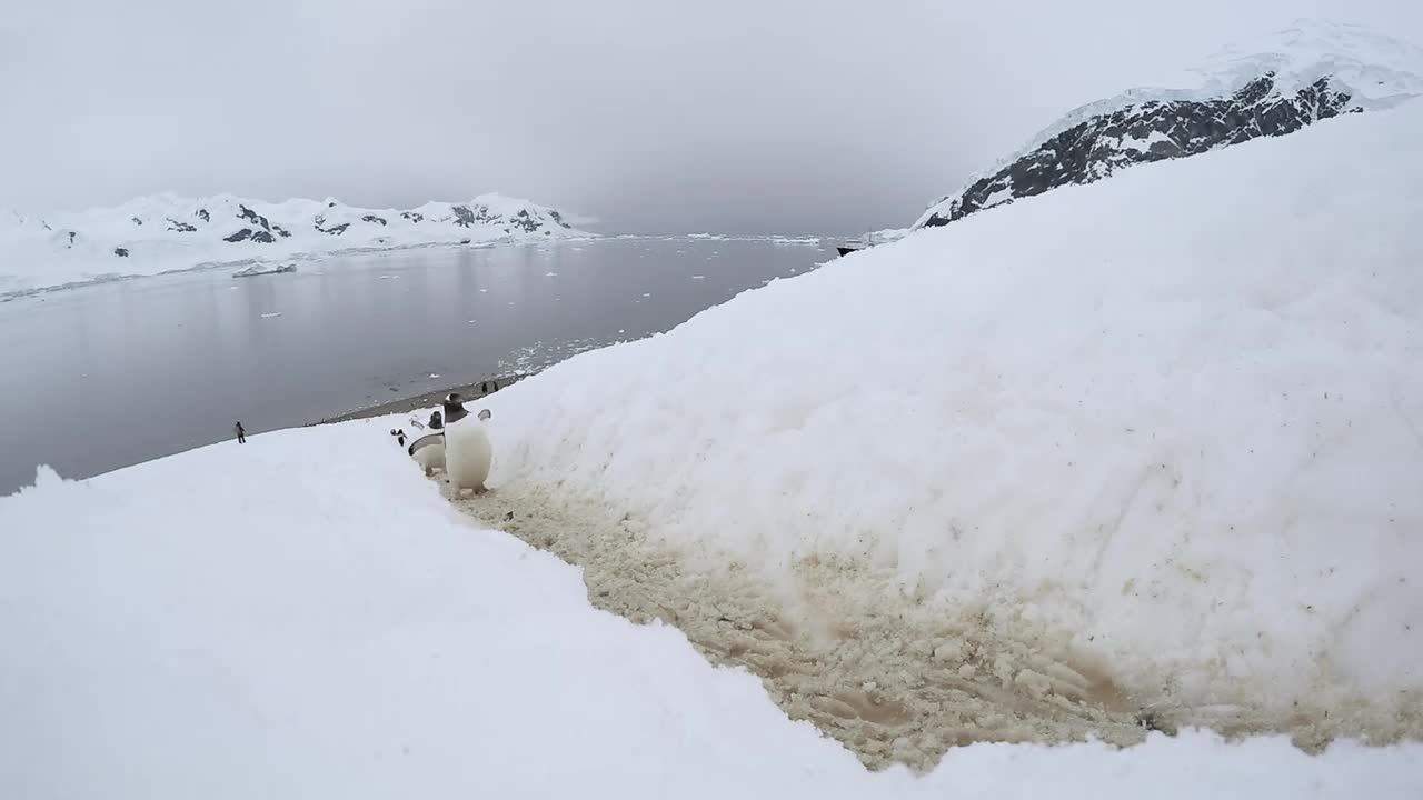 巴布亚企鹅(Pygoscelis papua)在南极冰雪中的企鹅公路上来来去去视频素材