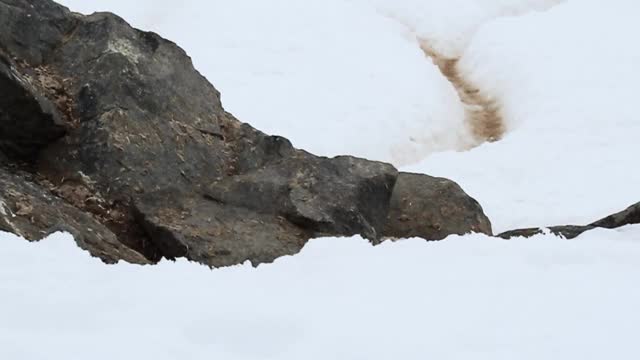 一只巴布亚企鹅(Pygoscelis papua)在冰雪覆盖的地形中绕过一些假山视频下载